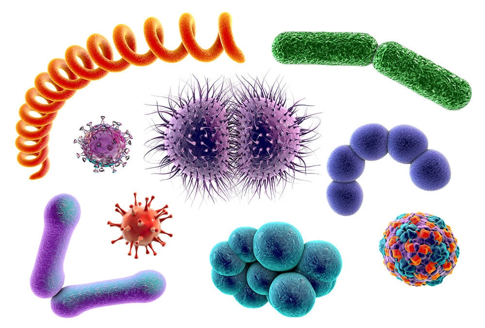 Oral Microbiome