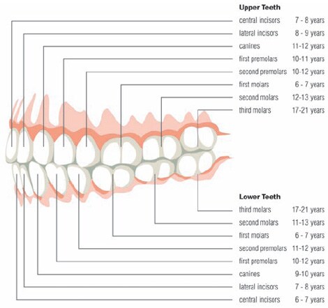 Teeth