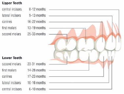 teeth