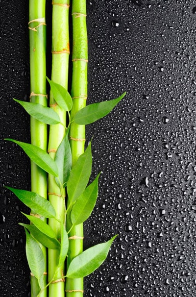 Bamboo plant in a black background